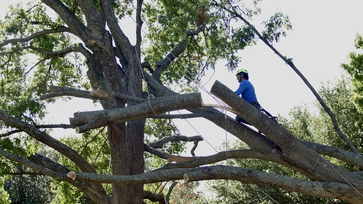 Professional Crown Thinning performed by certified arborists in Carrier