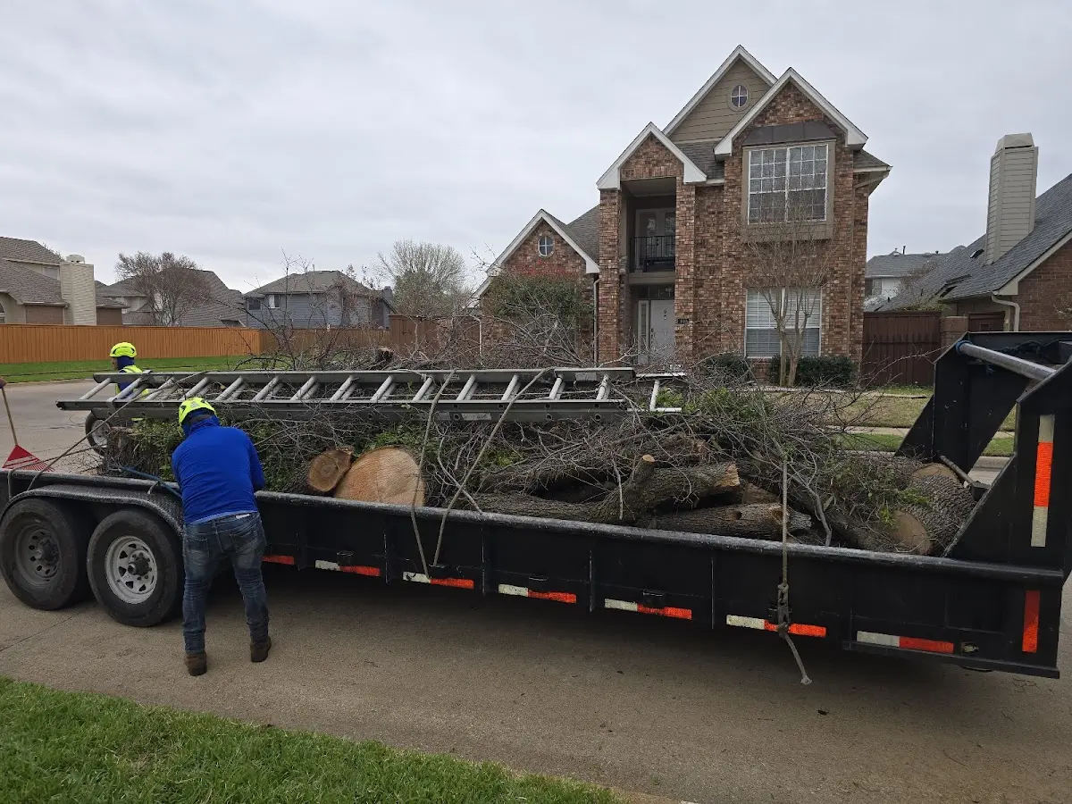 Expert Tree Removal with proper safety equipment in Carrier